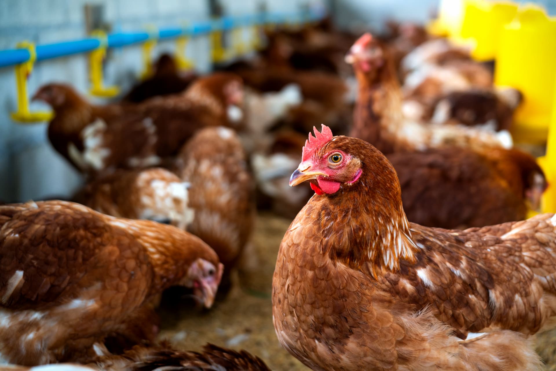 Egg Production Image