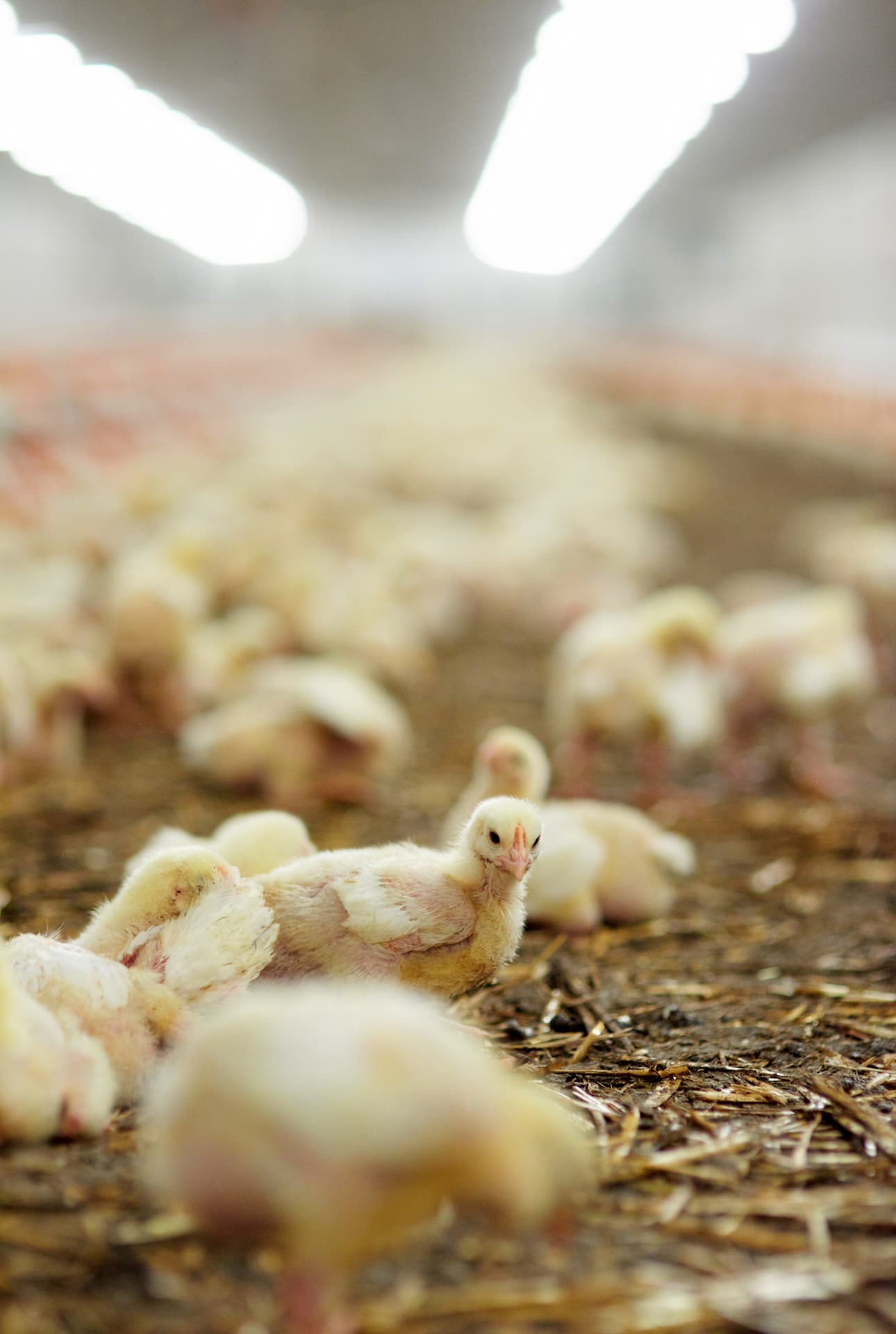 Poultry Production Image