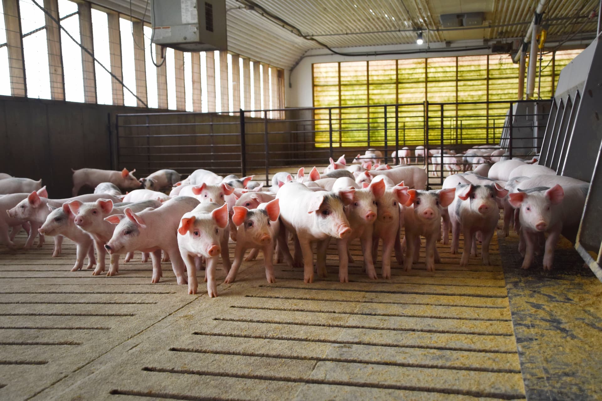 Swine Production Image