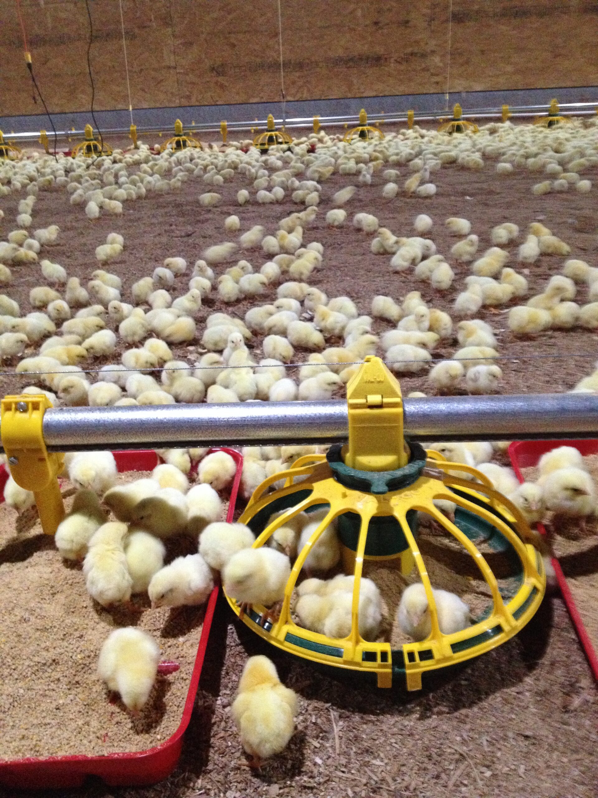 broiler feeding