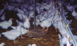 flock uniformity with scales