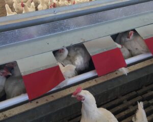 cage-free nesting