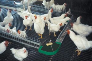 Flock uniformity and feeder space