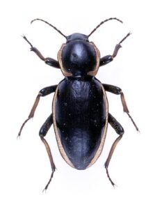 darkling beetle