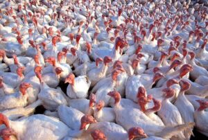 turkey production